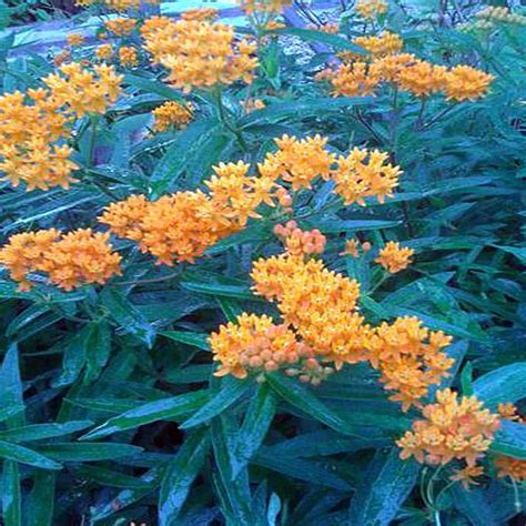 lowe's milkweed